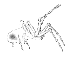 big creepy spider hanging around the web